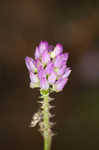 Curtiss' milkwort